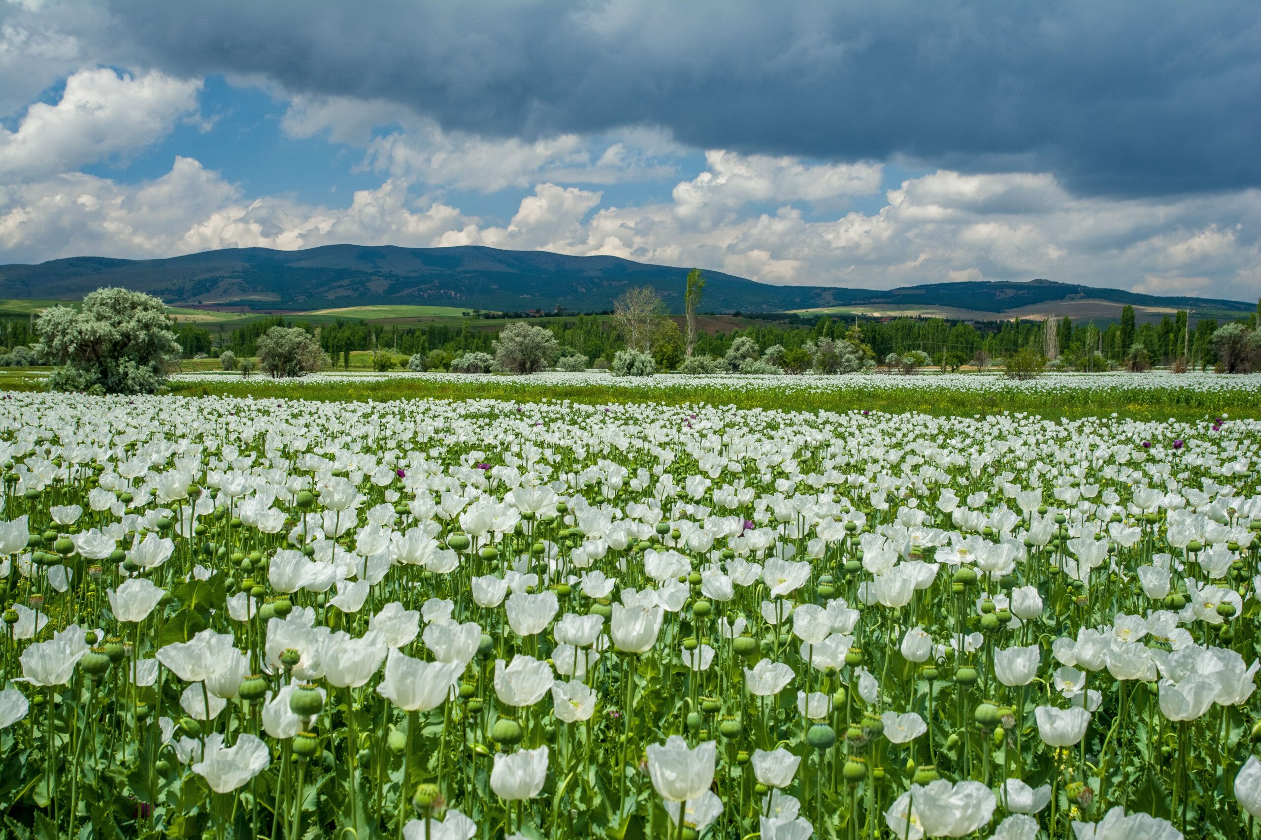 A vast meadow of white flowers stretches under a dramatic cloudy sky, offering a serene natural landscape.